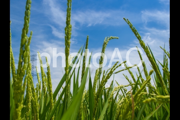 出穂と青空/稲のある風景(8月) 出穂と青空/稲のある風景(8月)の写真