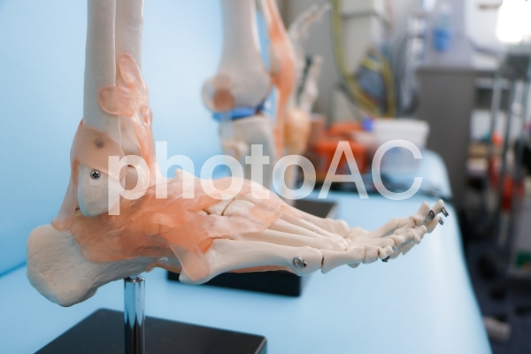 接骨院の骨と筋と関節の模型 接骨院の骨と筋と関節の模型の写真