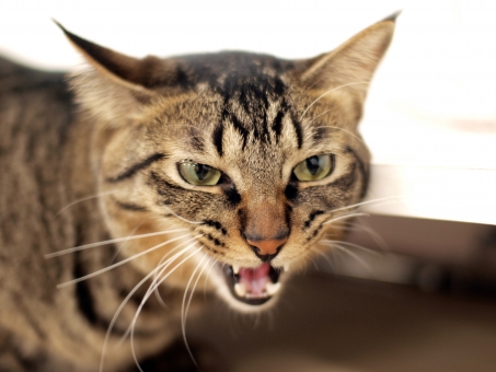 不機嫌猫