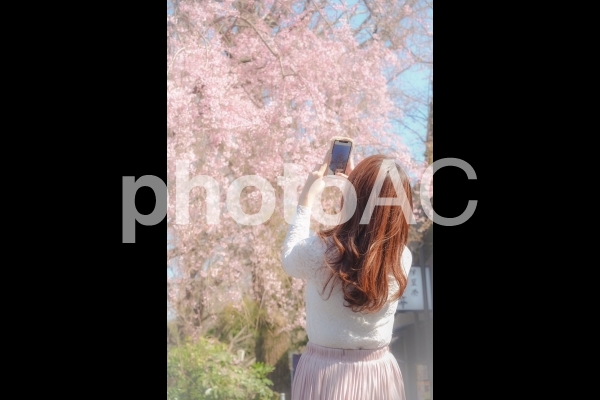 桜を撮影する女性 桜を撮影する女性の写真