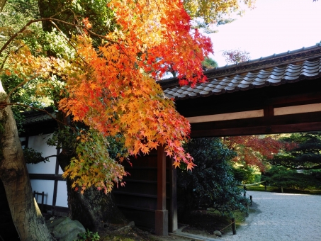 京都御所 紅葉 赤