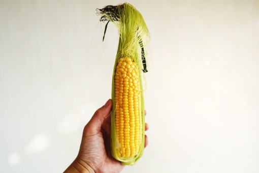 トウモロコシ コーン トウキビ 採れたて 新鮮 農業 家庭菜園 夏野菜 農家,カラフル,ヘルシー,8月,低カロリー,新鮮,収穫,栄養,ビタミン,畑,生野菜,鮮やか,採れたて,農作物,作物,豊作,栄養素,朝採り,無農薬,産地直送,自家栽培 トウモロコシ コーン トウキビ 採れたて 新鮮 農業 家庭菜園 夏野菜 農家,カラフル,ヘルシー,8月,低カロリー,新鮮,収穫,栄養,ビタミン,畑,生野菜,鮮やか,採れたて,農作物,作物,豊作,栄養素,朝採り,無農薬,産地直送,自家栽培の写真