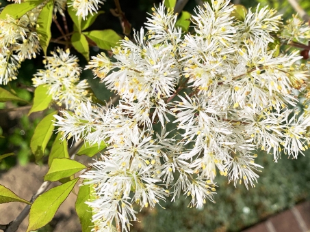 驚くばかりアオダモ 花 すべての美しい花の画像