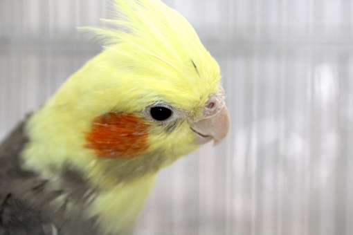 50 オカメインコ イラスト フリー 無料イラスト集