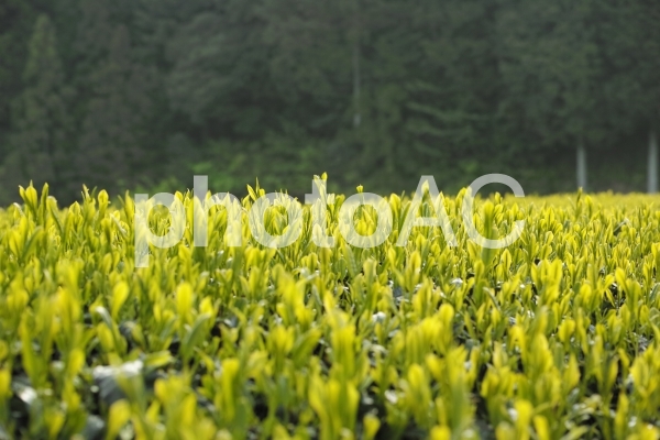 朝の茶畑 朝の茶畑の写真