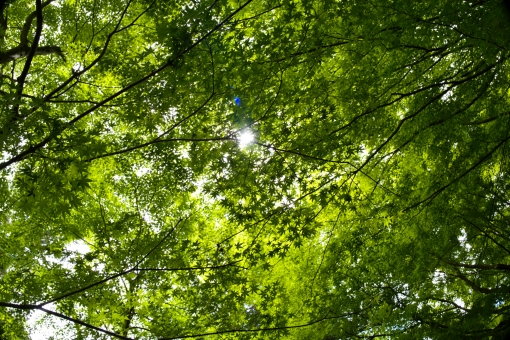 新緑 モミジ 木漏れ日 森林浴 養老渓谷 ハイキング 散歩 トレッキング スペース,リラックス,植物,日差し,夏,空,青空,晴れ,緑,グリーン,木,コピースペース,葉,葉っぱ,新緑,自然,木の葉,素材,背景,光,希望,木漏れ日,環境,爽やか,太陽,エコ, 新緑 モミジ 木漏れ日 森林浴 養老渓谷 ハイキング 散歩 トレッキング スペース,リラックス,植物,日差し,夏,空,青空,晴れ,緑,グリーン,木,コピースペース,葉,葉っぱ,新緑,自然,木の葉,素材,背景,光,希望,木漏れ日,環境,爽やか,太陽,エコ,の写真