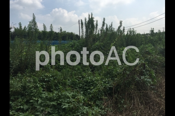 荒地 No 657178 写真素材なら 写真ac 無料 フリー ダウンロードok