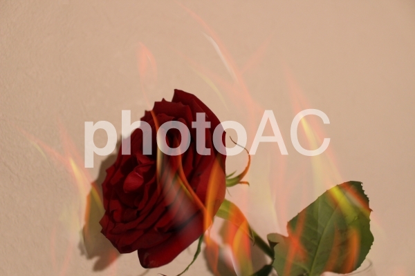 情熱イメージ(横) 情熱イメージ(横)の写真
