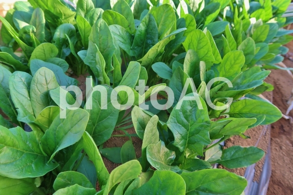 ほうれん草畑3 ほうれん草畑3の写真
