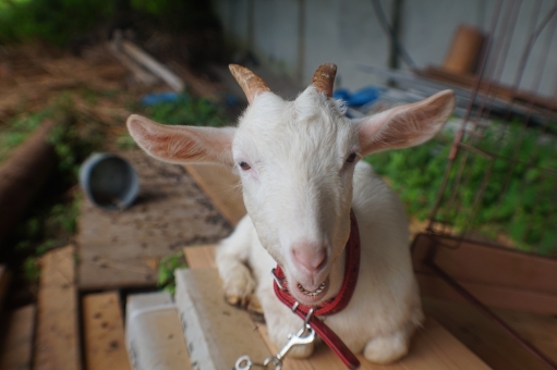 山羊の写真素材｜写真素材なら「写真AC」無料（フリー）ダウンロードOK