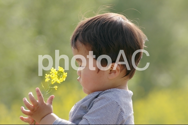 菜の花とこども 菜の花とこどもの写真