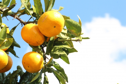 最新のhdみかんの木 イラスト 美しい花の画像