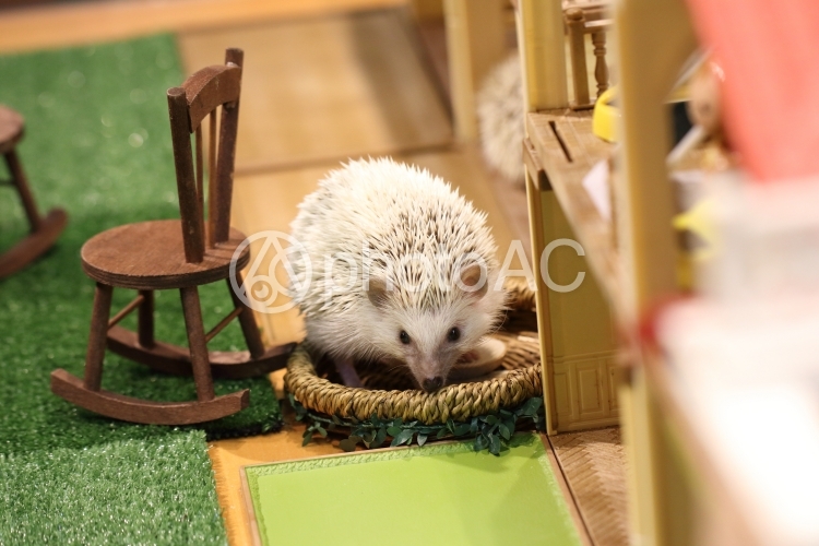 ハリネズミ No 写真素材なら 写真ac 無料 フリー ダウンロードok