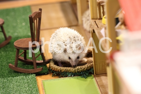 ハリネズミ ハリネズミの写真