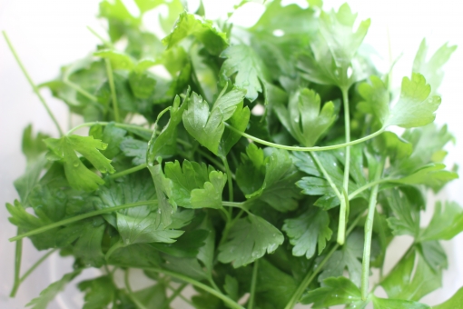 イタリアンパセリ2 イタリアン パセリ いたぱせ イタパセ イタリアンパセリ ハーブ 植物 食物 サラダ 飾り 飲食 緑 新鮮 香り フラッシュ アップ