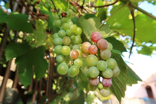 ベスト50 ぶどう 葉っぱ イラスト 簡単 動物ゾーン