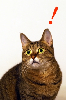 ネコの待ち受けの写真素材 写真素材なら 写真ac 無料 フリー ダウンロードok