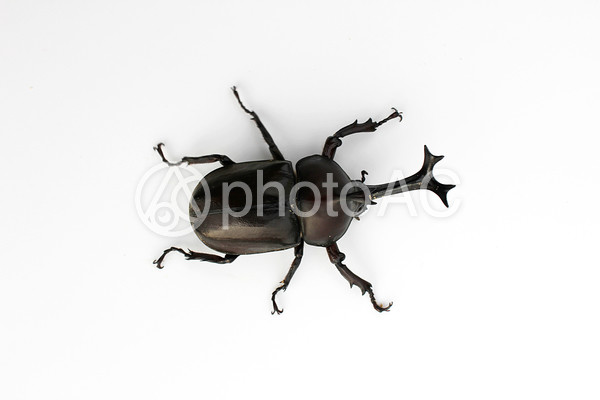 カブトムシ カブトムシの写真