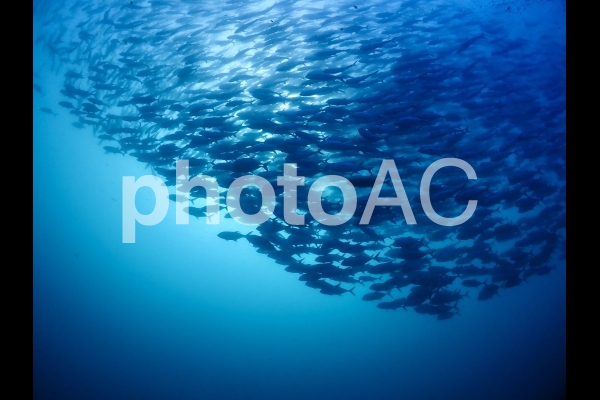 ギンガメアジの群れ フィリピンバリカサグ島 ギンガメアジの群れ フィリピンバリカサグ島の写真