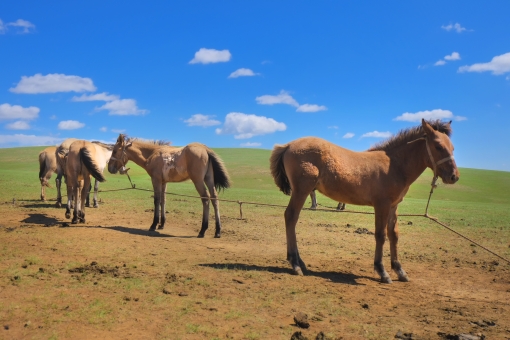 美しい馬の写真素材 写真素材なら 写真ac 無料 フリー ダウンロードok