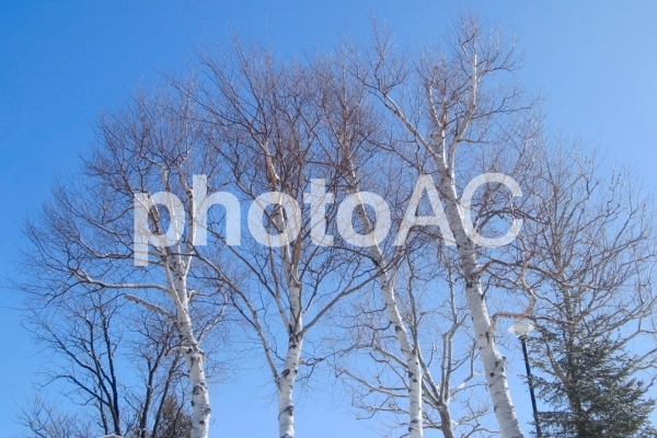 冬の白樺 No 307549 写真素材なら 写真ac 無料 フリー ダウンロードok