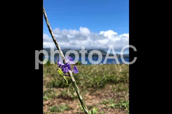 カマキリと紫の花 カマキリと紫の花の写真