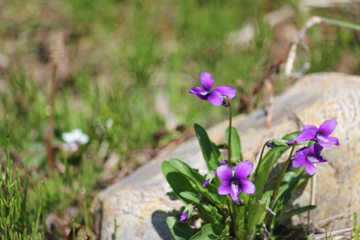 新着すみれ イラスト 簡単 美しい花の画像
