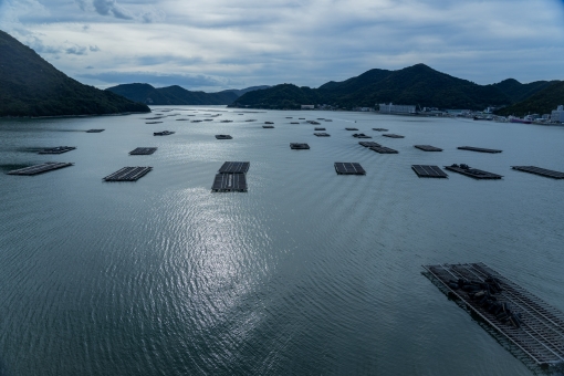 「いかだ　 牡蠣」の画像検索結果