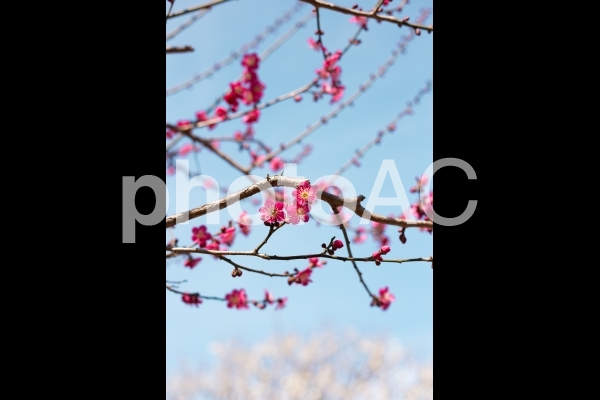 春の始めの紅梅と昼間の空 春の始めの紅梅と昼間の空の写真