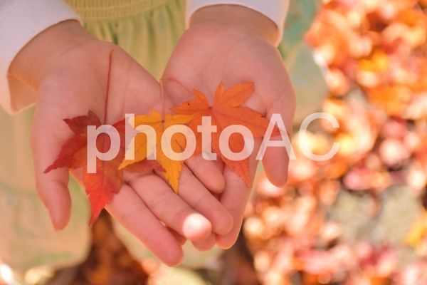 子供の手ともみじ 子供の手ともみじの写真