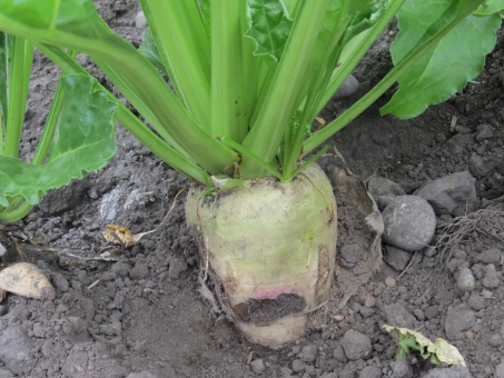 「ac 写真　甜菜」の画像検索結果