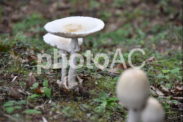 白いキノコ② 白いキノコ②の写真
