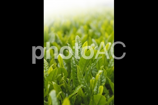 朝の茶畑 朝の茶畑の写真