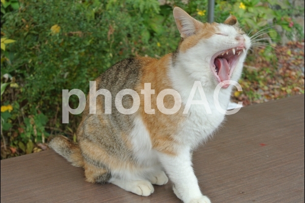猫のあくび 猫のあくびの写真