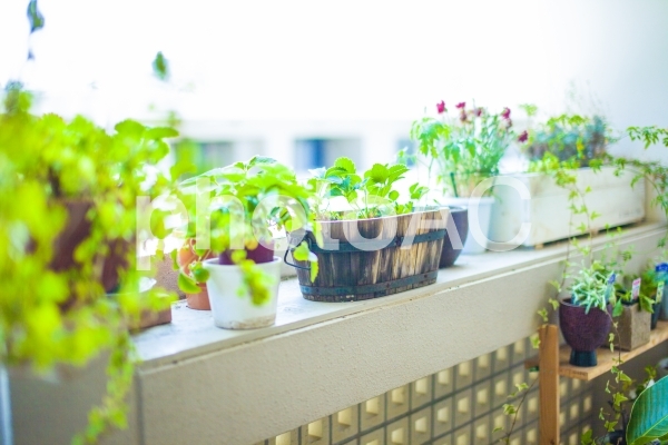 窓際の観葉植物1 窓際の観葉植物1の写真