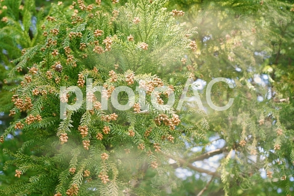 スギ花粉2 スギ花粉2の写真