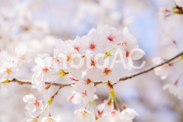 桜 桜の写真