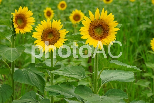 ひまわり畑 No 5732 写真素材なら 写真ac 無料 フリー ダウンロードok