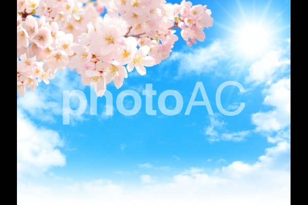 psd桜202005 psd桜202005の写真
