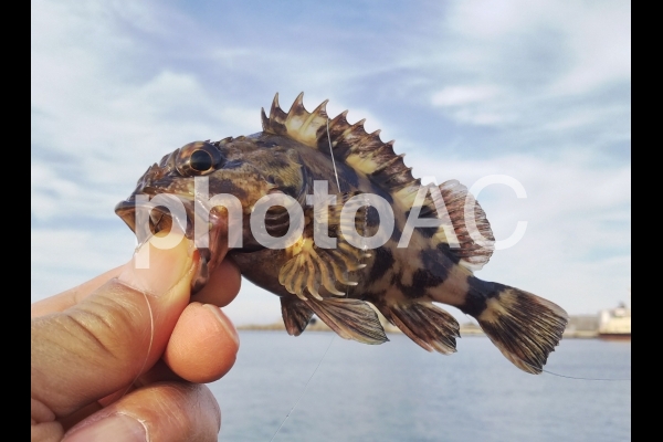 釣魚 カサゴ 釣魚 カサゴの写真