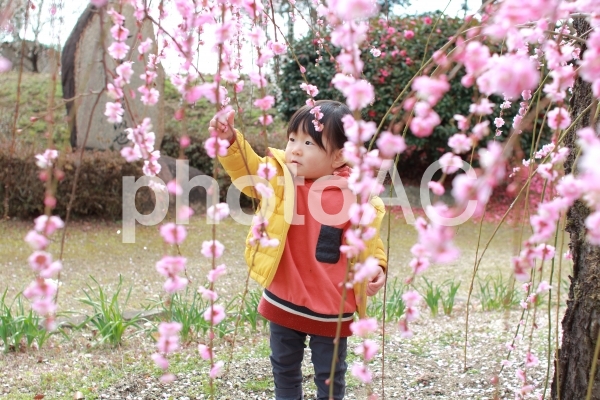 梅園散歩 梅園散歩の写真