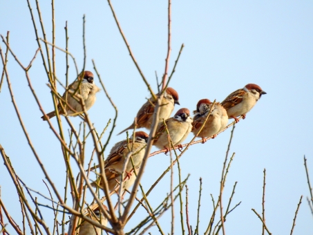 Hd限定すずめ イラスト 正面 美しい花の画像