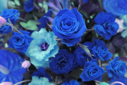 動物画像無料 綺麗なかっこいい 青い 薔薇 イラスト