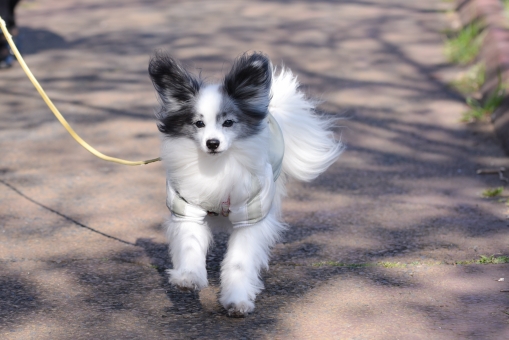 パピヨンの写真素材 写真素材なら 写真ac 無料 フリー ダウンロードok