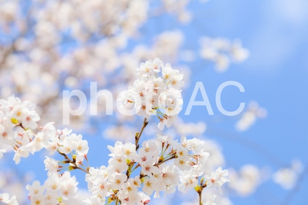 青い空に咲く桜 青い空に咲く桜の写真
