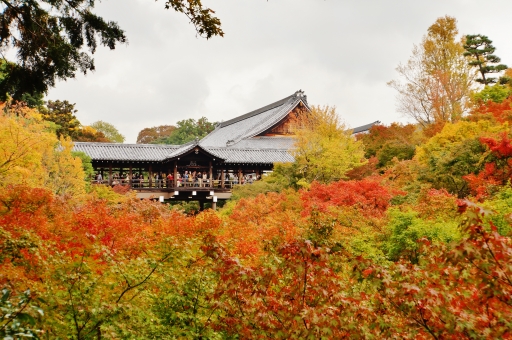 京都・東福寺の紅葉