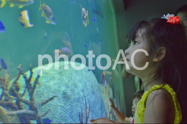 水族館 水族館の写真