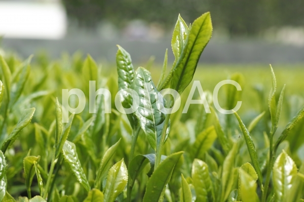 お茶の新芽 お茶の新芽の写真