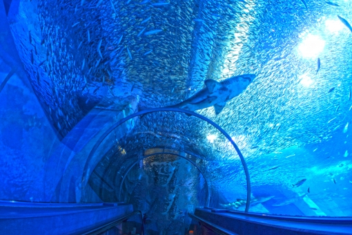 トンネル水槽の写真素材 写真素材なら 写真ac 無料 フリー ダウンロードok
