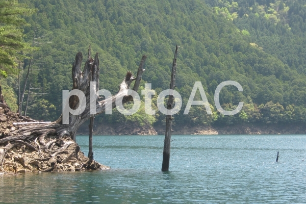 池原ダムと立ち木(奈良県) 池原ダムと立ち木(奈良県)の写真